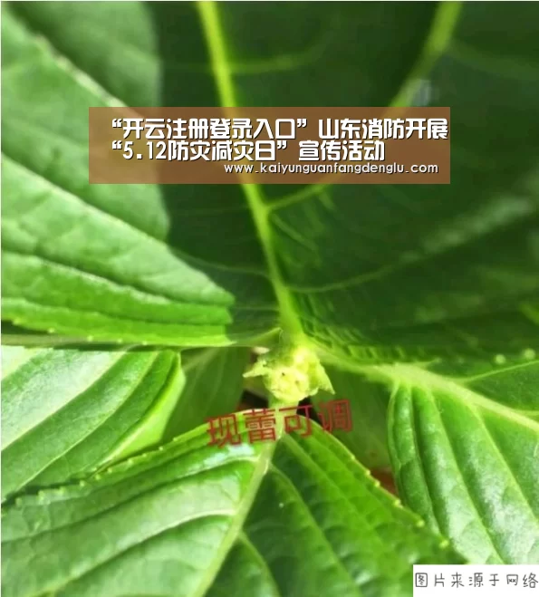 “开云注册登录入口”山东消防开展“5.12防灾减灾日”宣传活动(图3) 开云官方登录官网